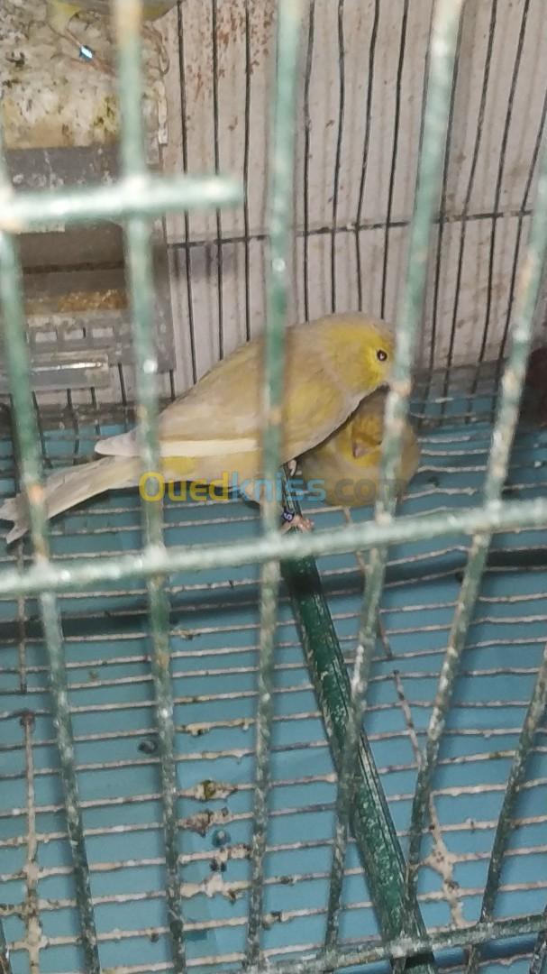 canari jaspe