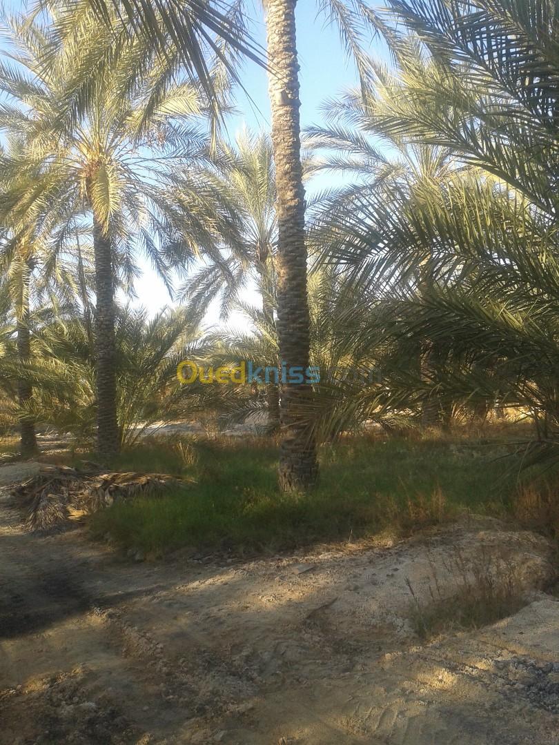 Vente Terrain Agricole Biskra Tolga