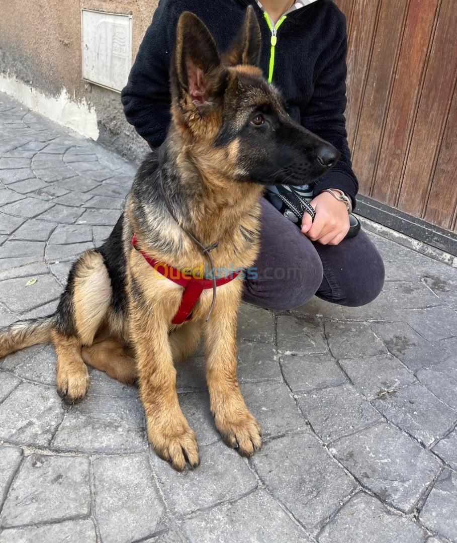 Berger allemand pédigrée 