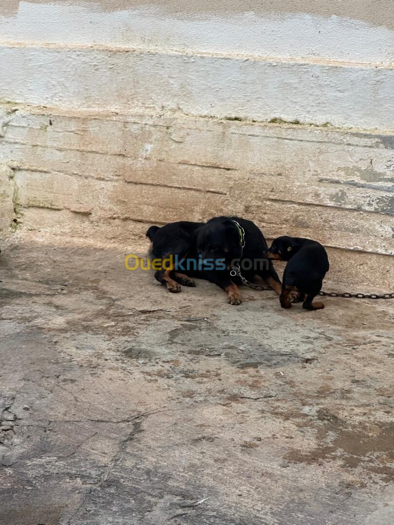 Rottweiler, trois mois avec carnet de santé