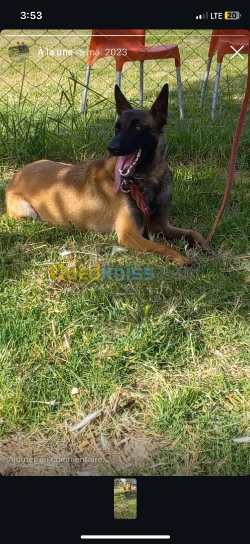 Chiot malinois