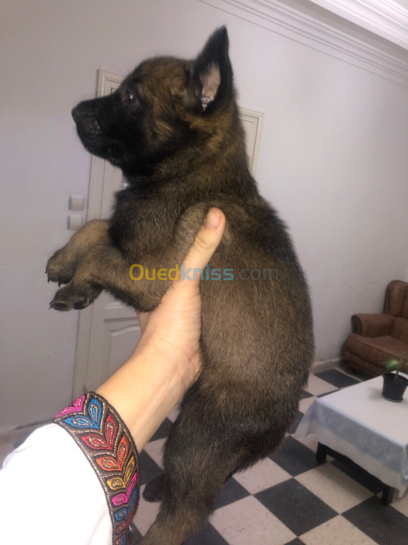 Chiot malinois