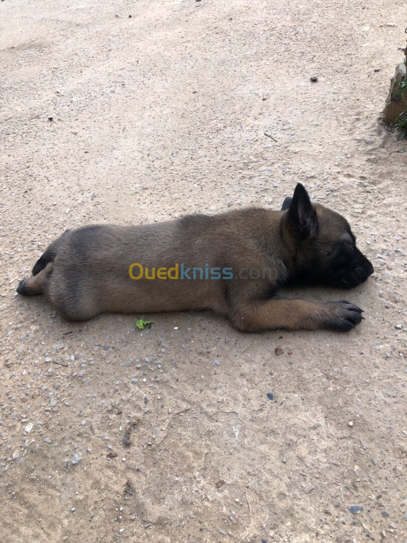 Chiot malinois