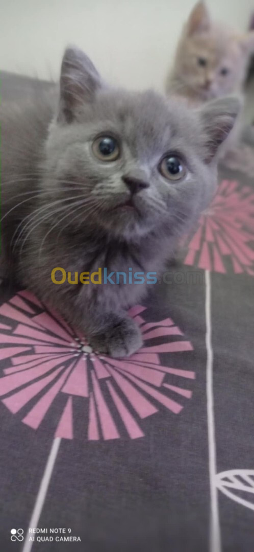 deux femellles chaton british shorthair