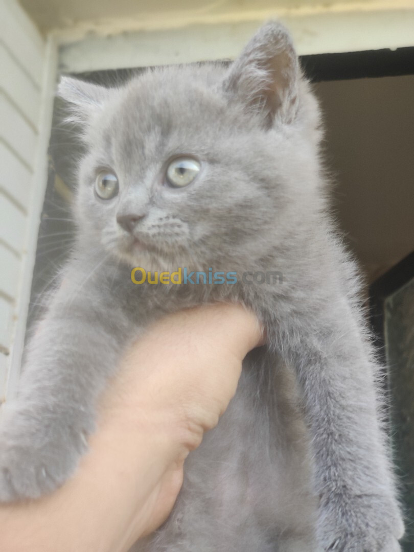 deux femellles chaton british shorthair