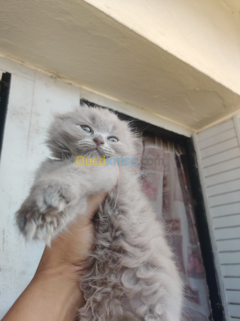 chatons scotish fold et british shorthair