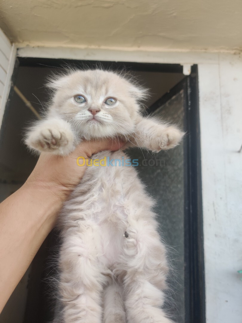 chatons scotish fold et british shorthair