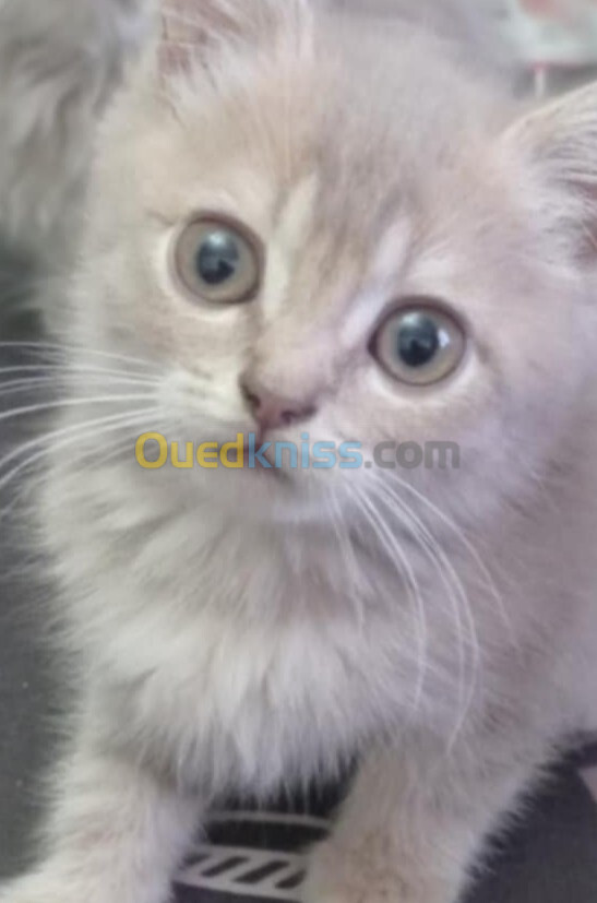 deux femellles chaton british shorthair