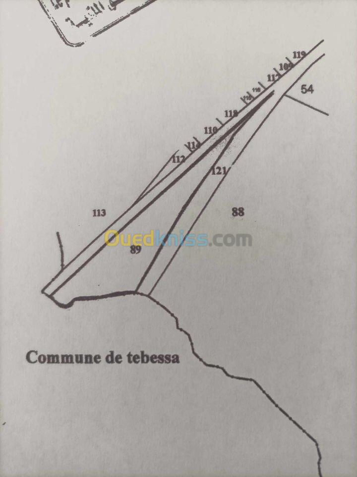 Vente Terrain Tébessa El kouif