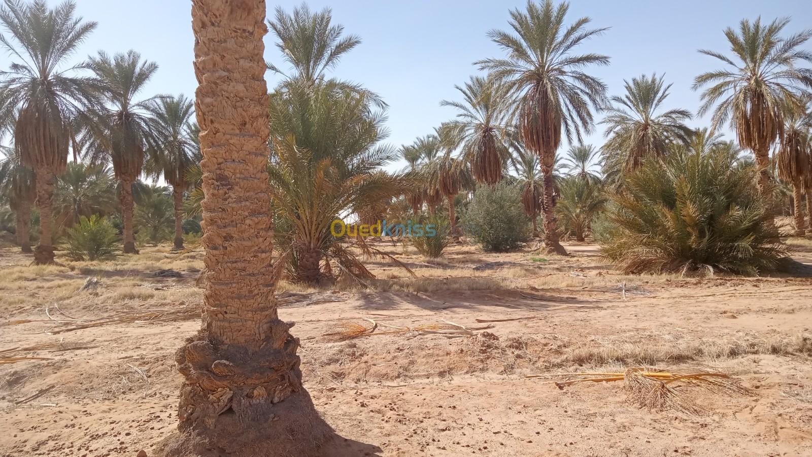 Vente Terrain Agricole Ouargla Hassi ben abdellah