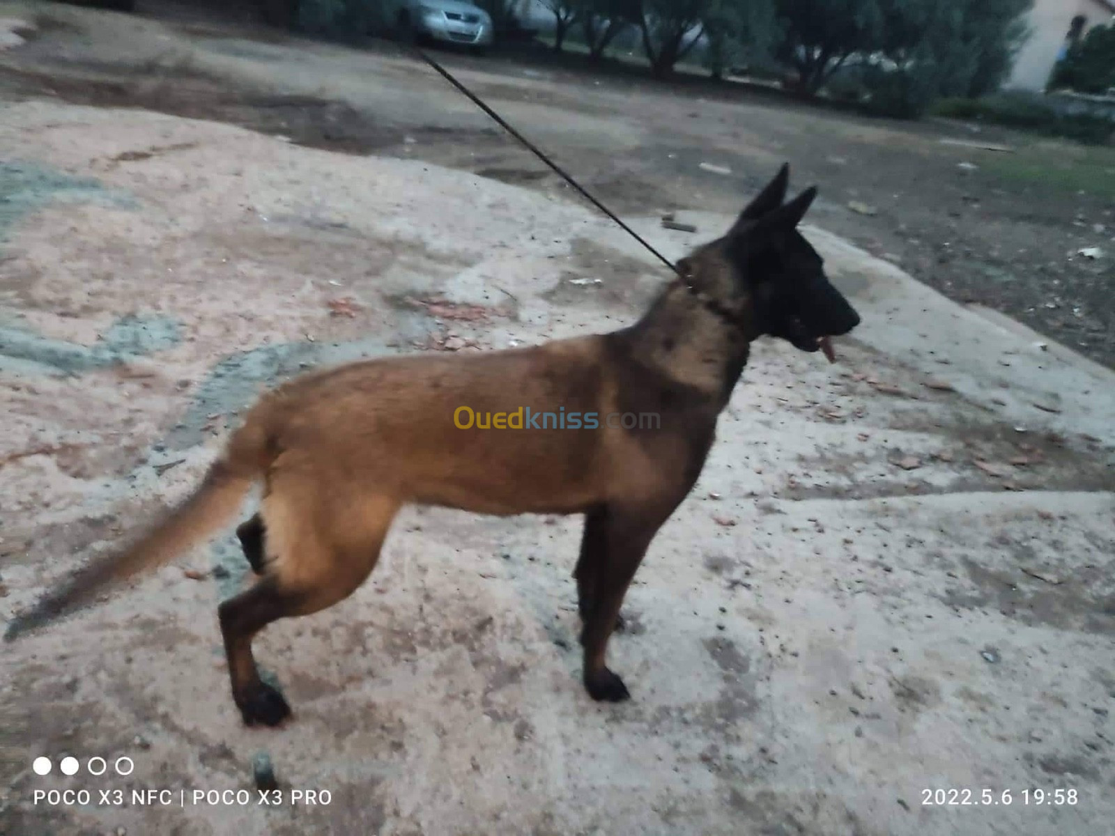 Femelle berger belge malinois 