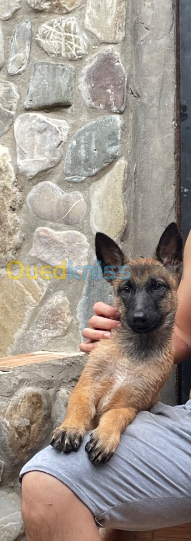 Chien Malinois masque noir