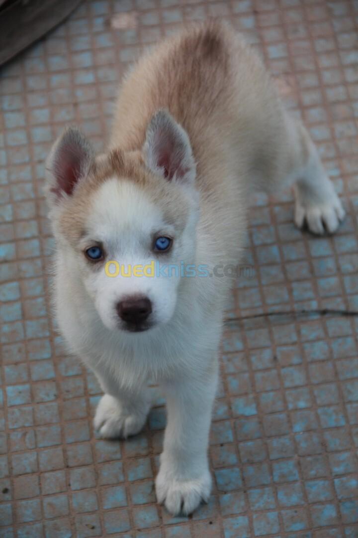 Femelle husky 