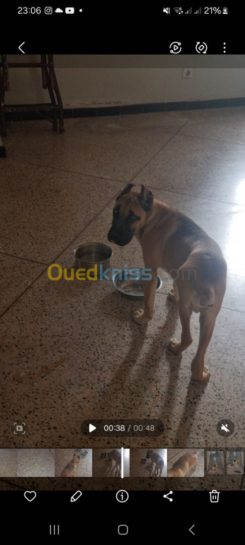 Cane corso fawn