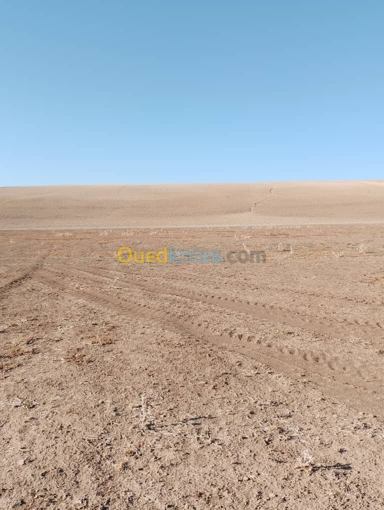 Vente Terrain Sidi Bel Abbès Sehala thaoura