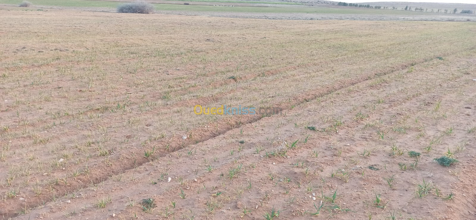 Vente Terrain Agricole Djelfa Benhar