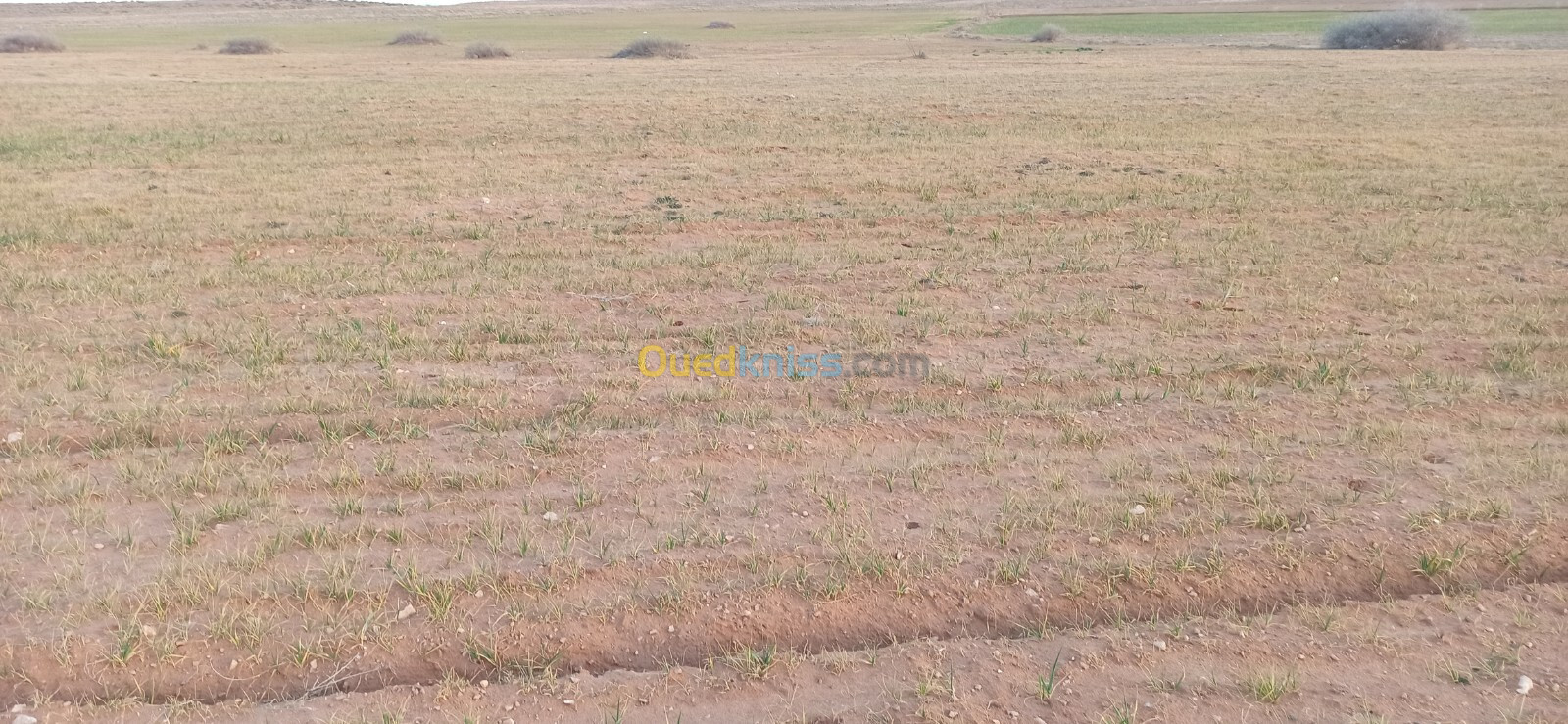 Vente Terrain Agricole Djelfa Benhar