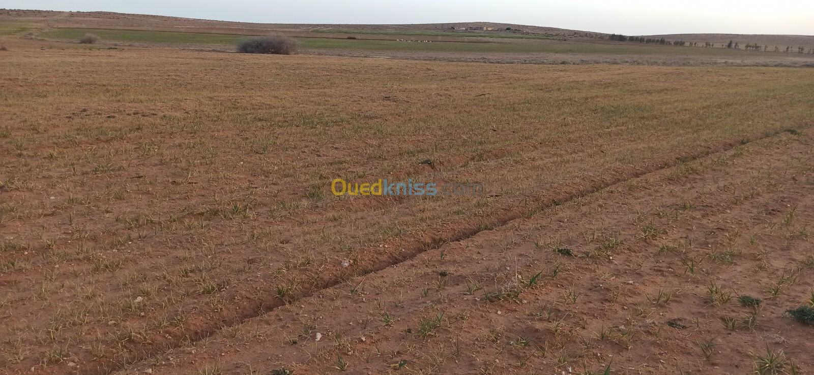 Vente Terrain Agricole Djelfa Benhar