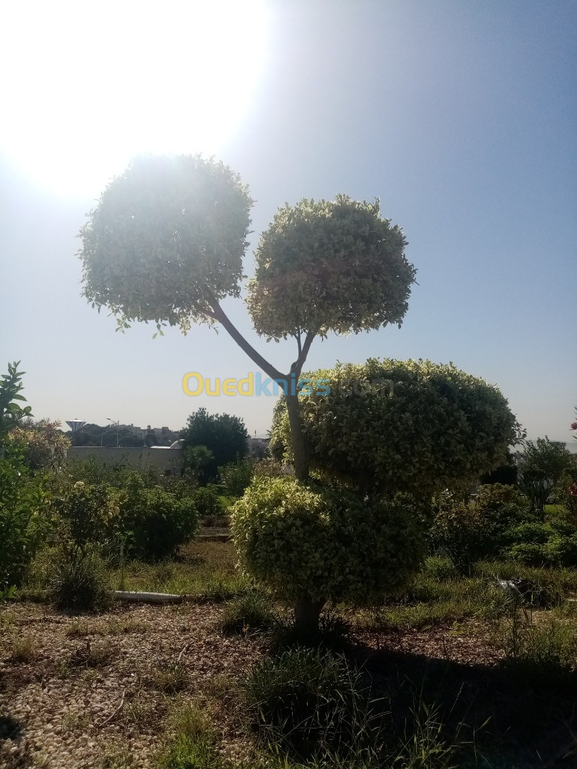 les travaux de  jardin a bouchaoui