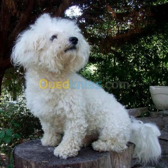 Caniche bichon frisé 