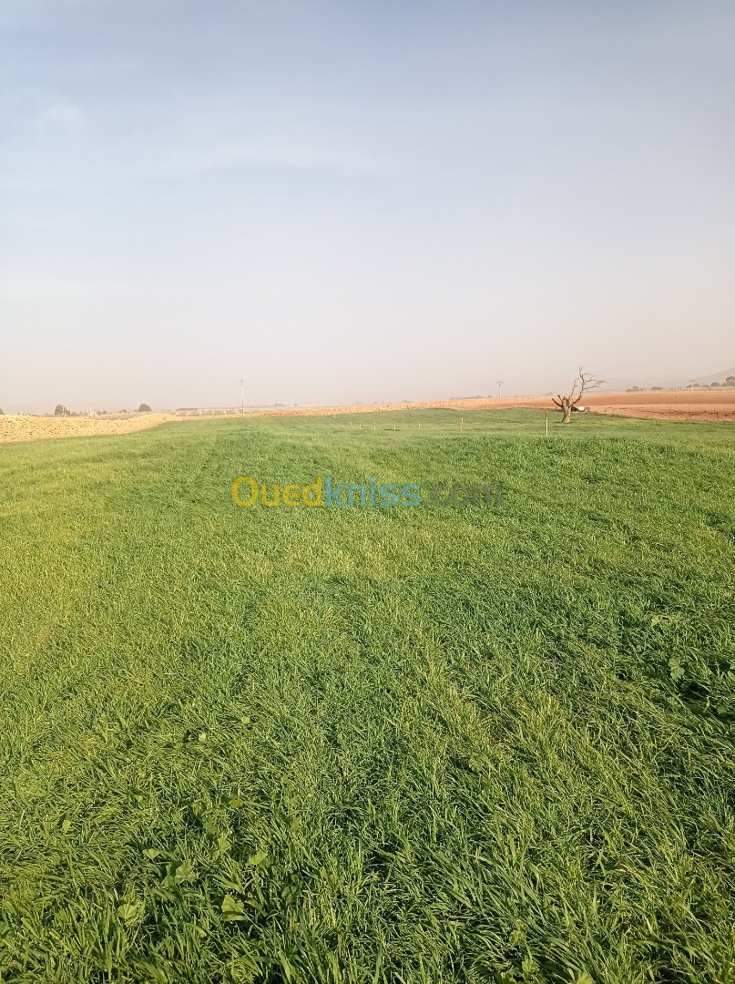 Vente Terrain Agricole Sidi Bel Abbès Telagh