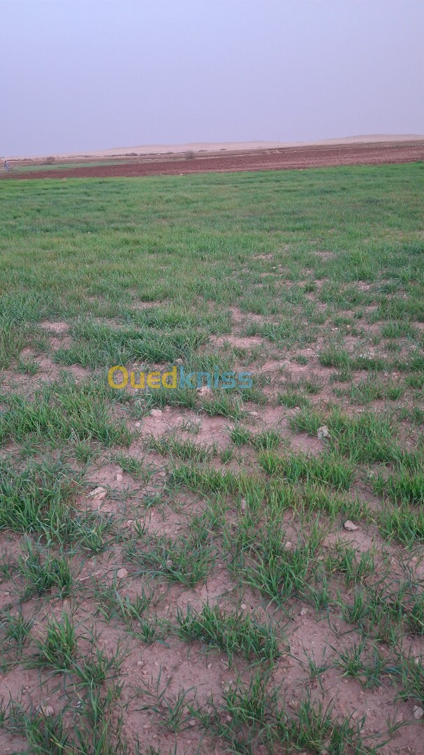 Vente Terrain Agricole Djelfa Benhar