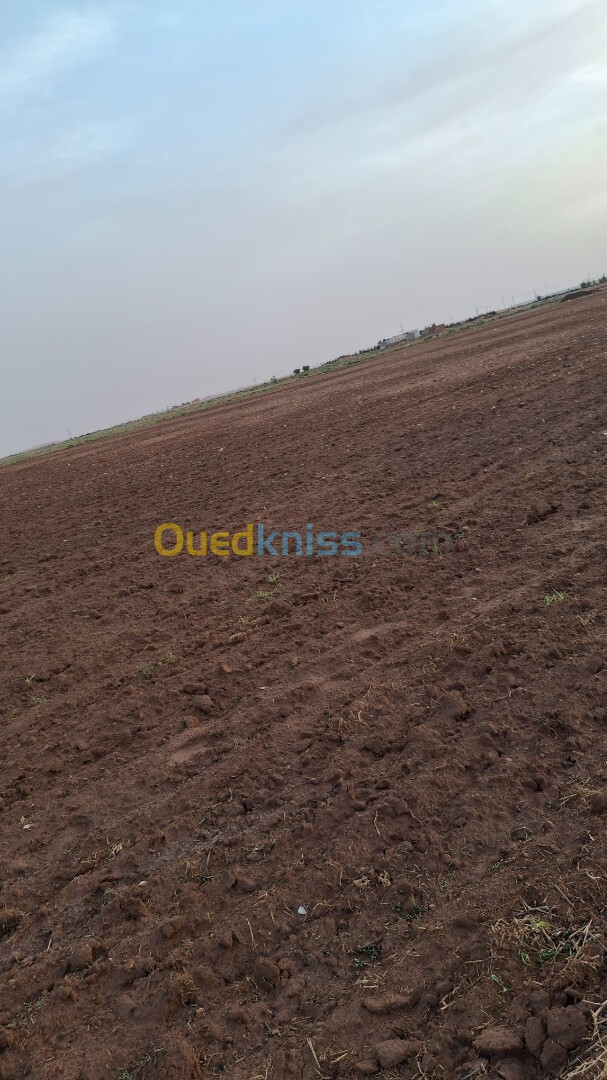 Vente Terrain Agricole Djelfa Ain oussara