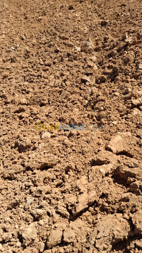 Vente Terrain Agricole Djelfa Ain oussara