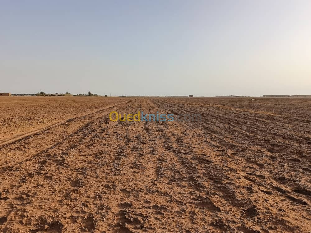 Vente Terrain Agricole Djelfa Ain oussara