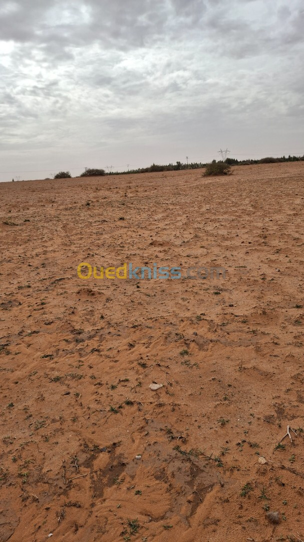 Vente Terrain Agricole Djelfa Birine