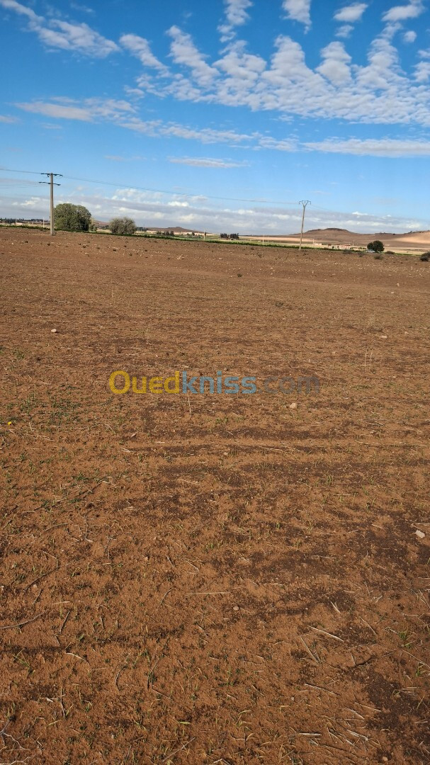 Vente Terrain Agricole Djelfa Ain oussara