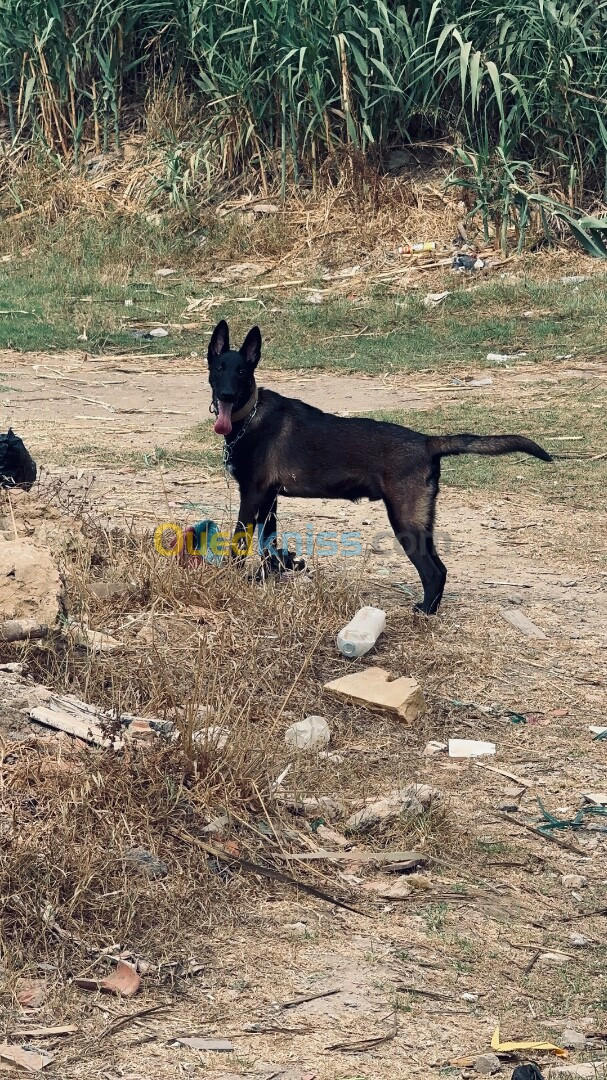 Malinois Mâle 