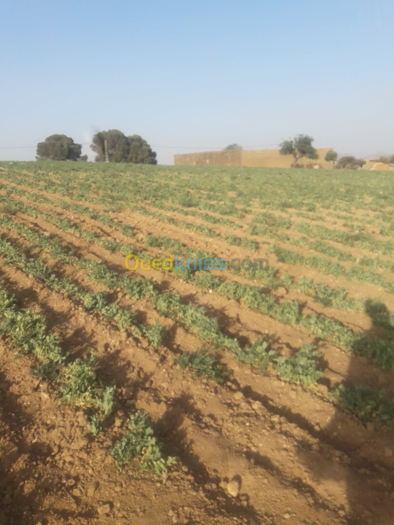 Vente Terrain Agricole Mascara Khalouia