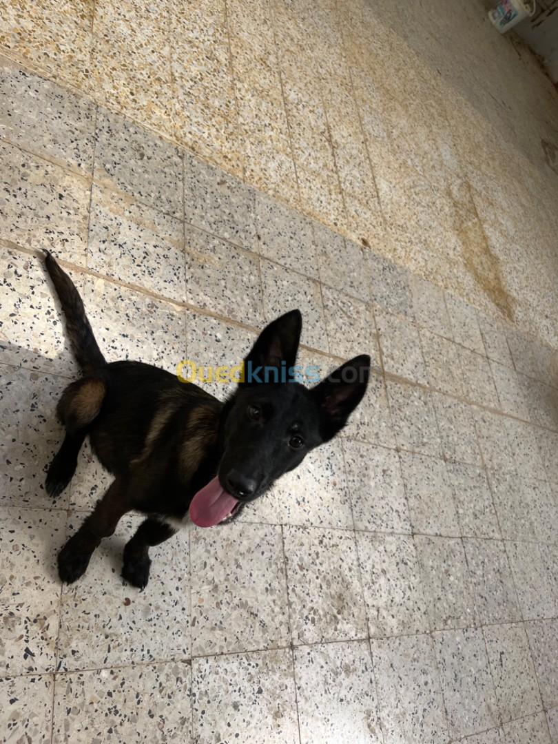 Malinois bleu mexicain 5mois avec carner ( alger ) 