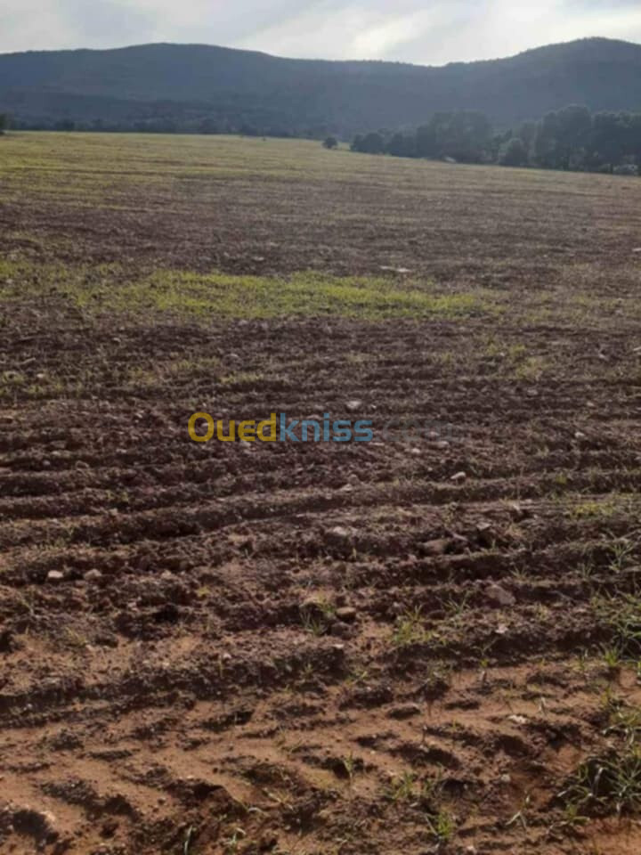 Vente Terrain Agricole Sidi Bel Abbès Tenira