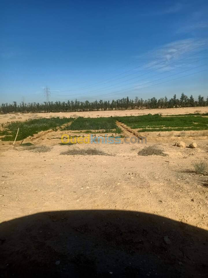 Vente Terrain Biskra Oumache