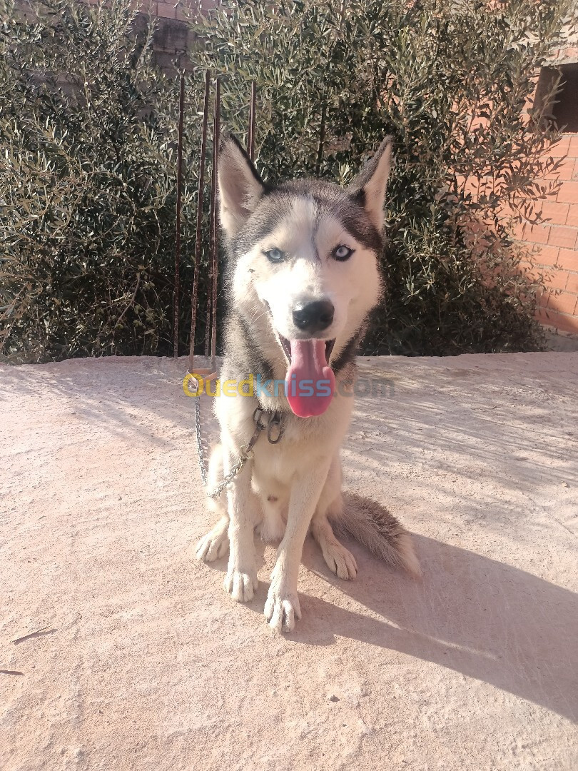 Husky sibérien