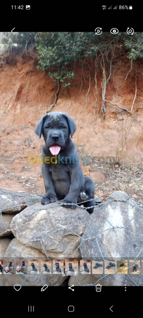 Cane corso mal gris yeux bleu 2 mois