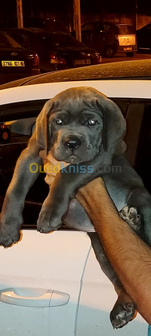 Cane corso mal gris yeux bleu 2 mois