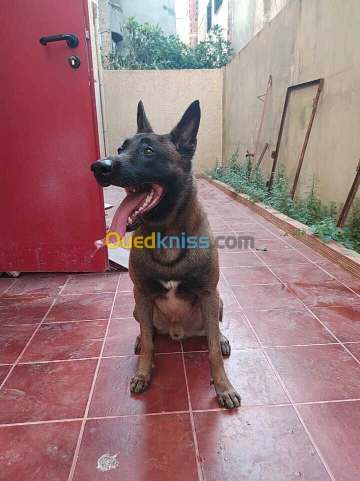 Vend malinois 4 ans