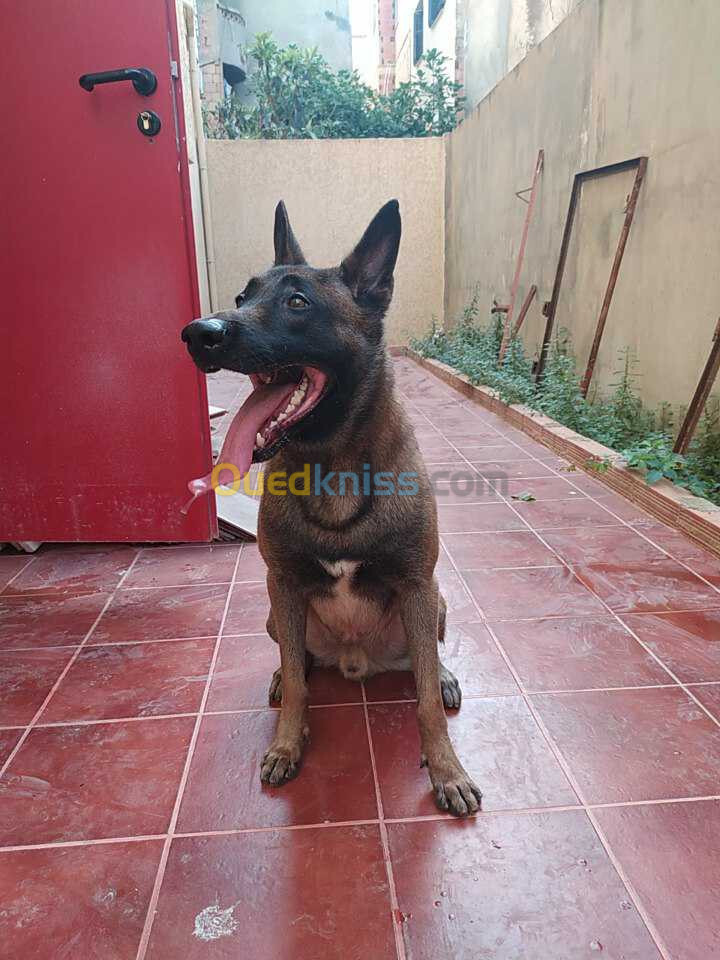 Vends malinois 4 ans