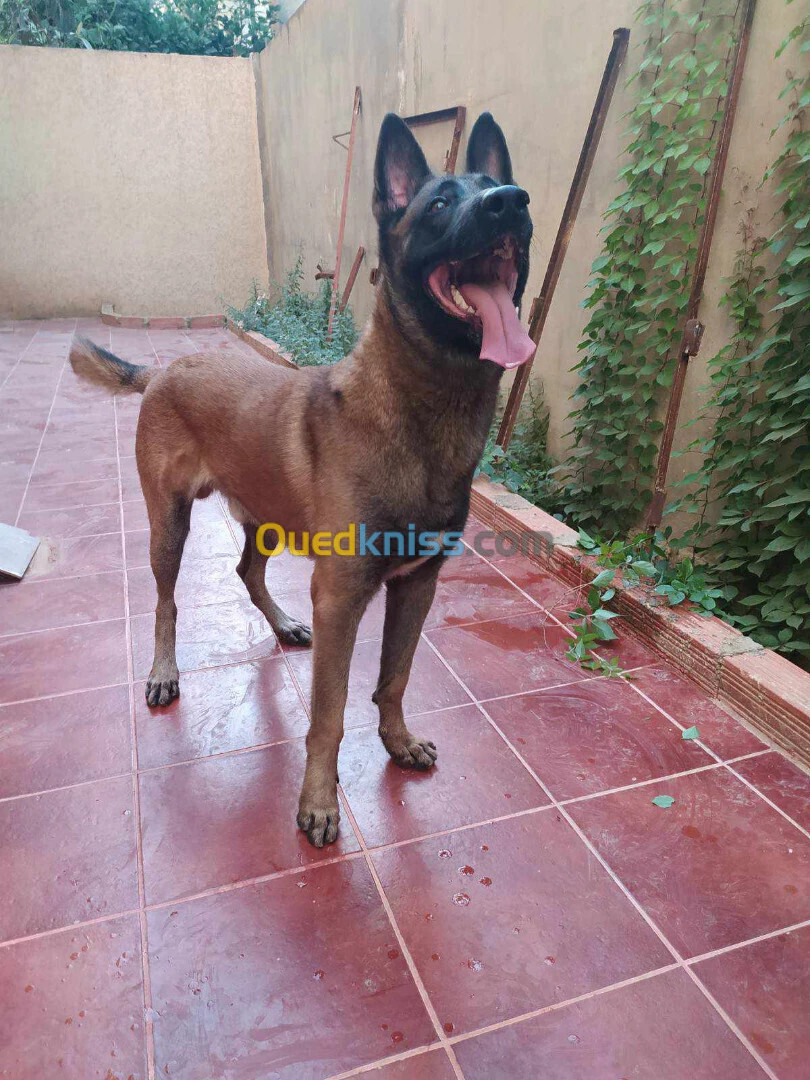 Vend malinois 4 ans