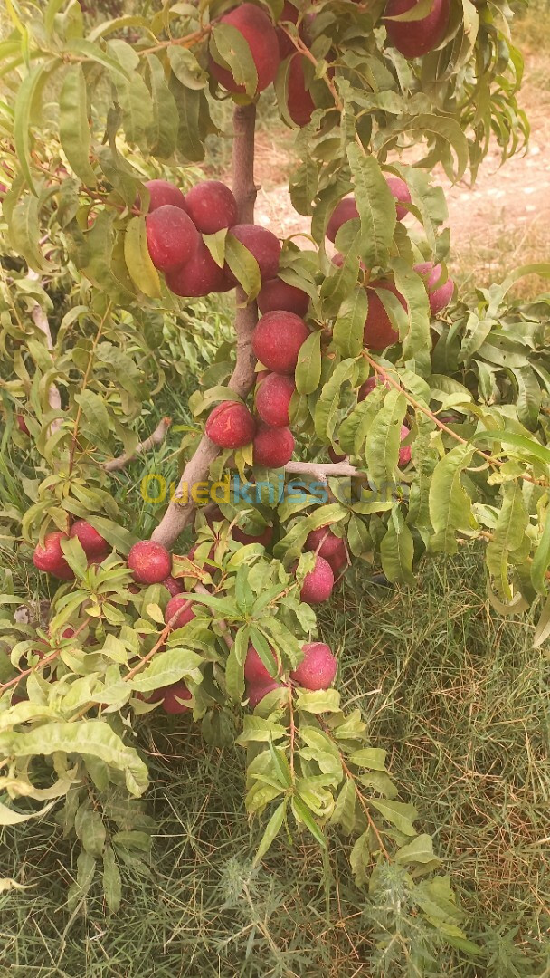 Vente Terrain Agricole Djelfa Ain oussara