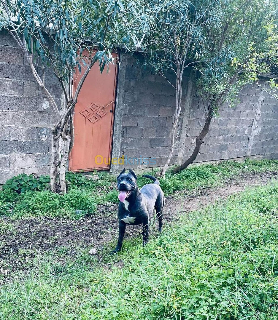 Cane corso femelle 