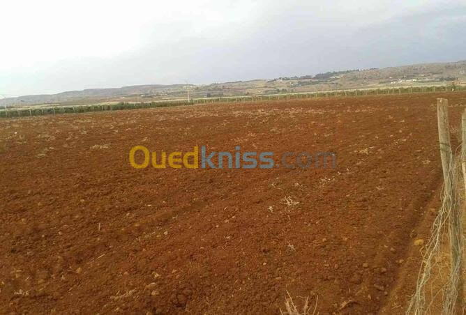 Vente Terrain Agricole Timimoun Ksar Kaddour