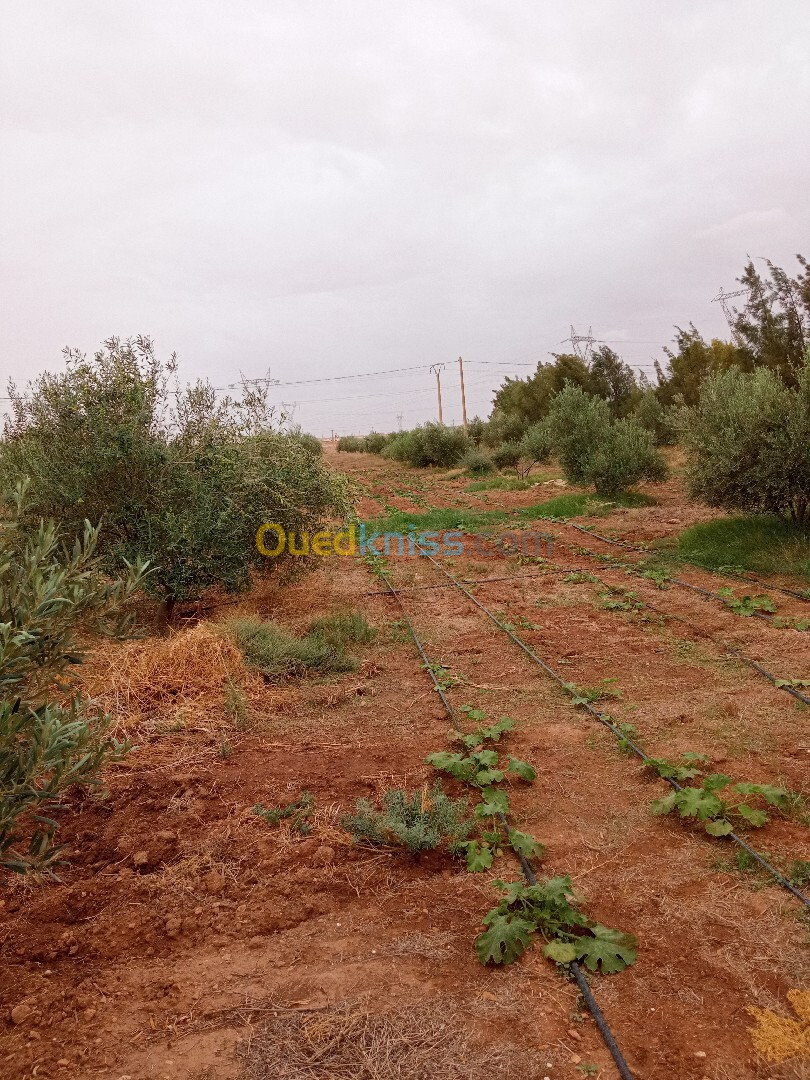 Vente Terrain Agricole Djelfa Ain oussara