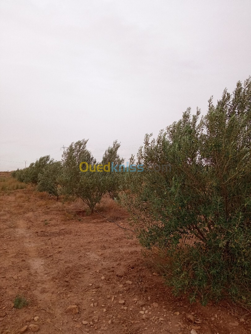 Vente Terrain Agricole Djelfa Ain oussara