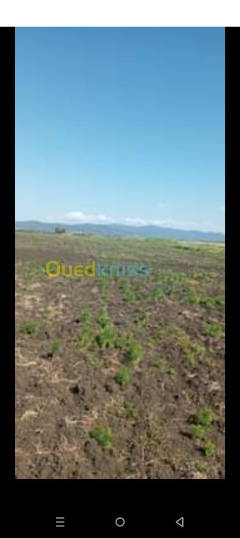 Vente Terrain Agricole Annaba Annaba