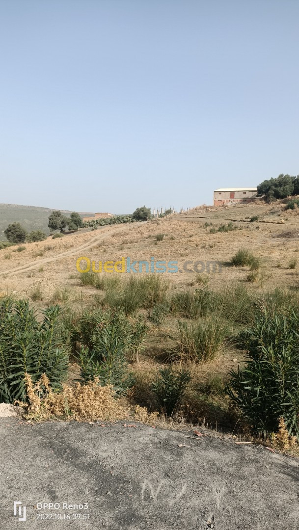 Vente Terrain Blida Meftah