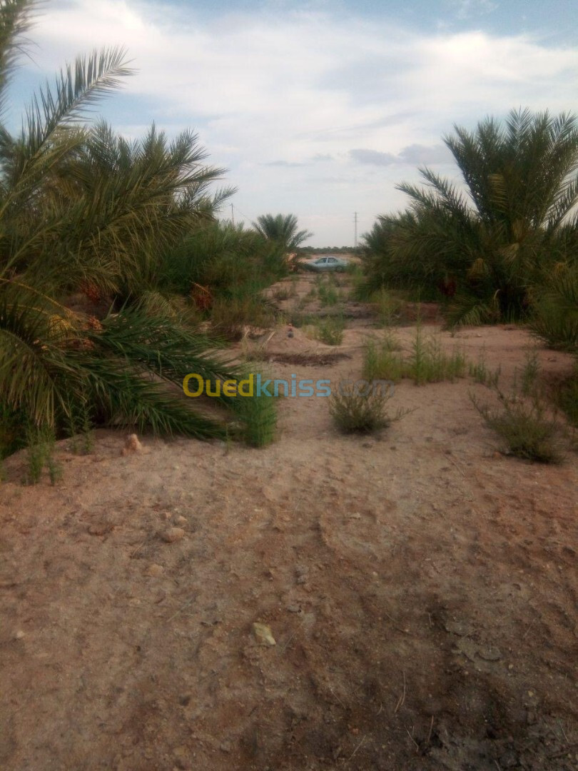 Vente Terrain Biskra Mekhadma